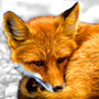 Аватар для SlyFox