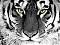 Аватар для Tiger